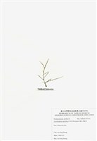 藏品(穗狀魚棲苔)的圖片